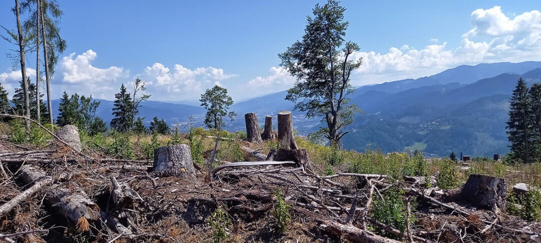Waldschaden nach Windbruch, (c) Barbara Ruhsmann